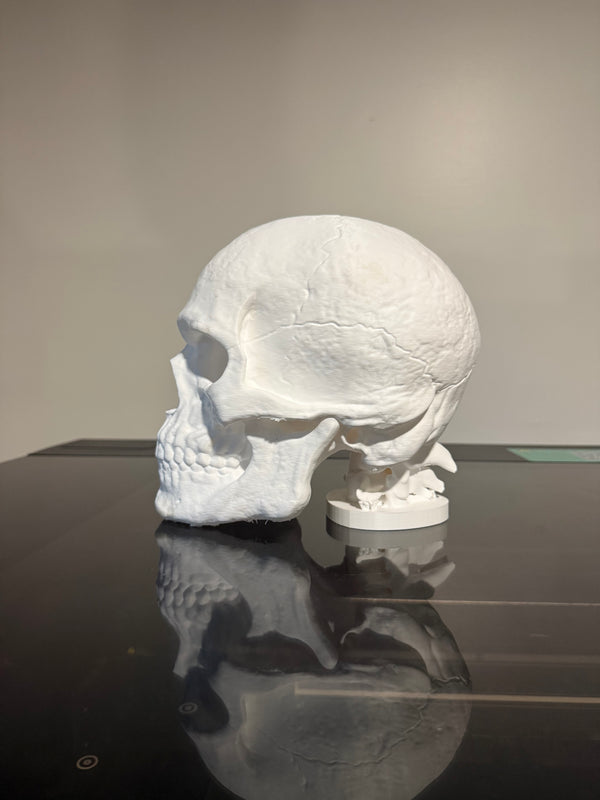 Desk Skull Hat Stand