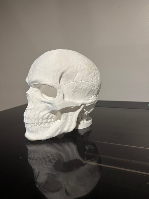 Desk Skull Hat Stand